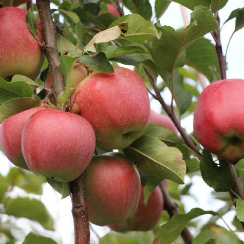 Duo Jabłoń Kosztela + Gloster Plant Pack
