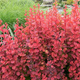 Berberys thunberga Red Hot Chili (P9)