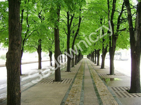 Lipa drobnolistna Greenspire (obw. 2-4cm)