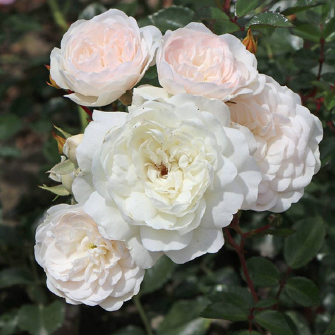 Róża okrywowa Sea Foam biała (C2)