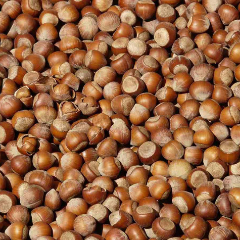 Orzech laskowy Kulisty Pełny Plant Pack