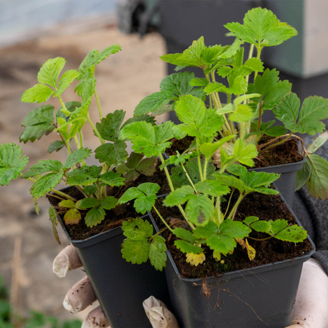 Poziomka Bezrozłogowa Duże Owoce Całe Lato (C2)