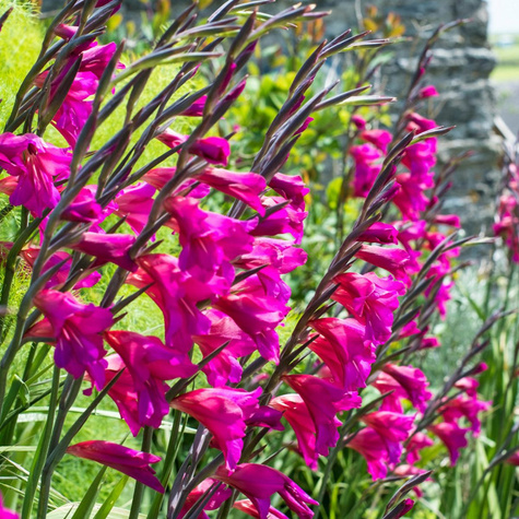 GLADIOLUS MIECZYK BIZANTYJSKI 