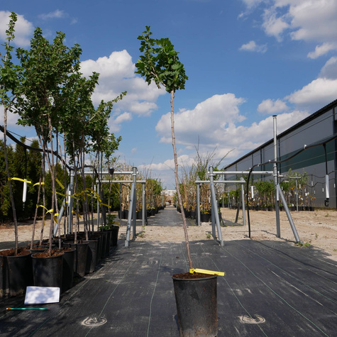 Agrest czerwony Rodnik na pniu w doniczce