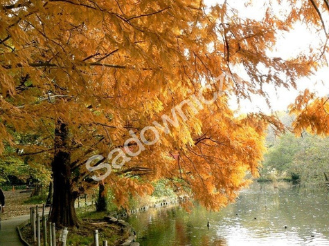 Metasekwoja chińska (C2)