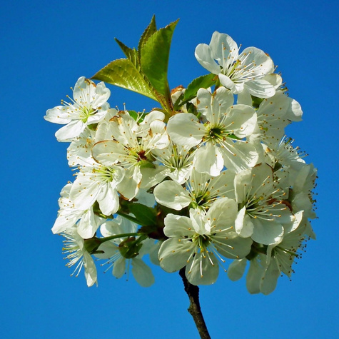 Czereśnia Wera Plant Pack