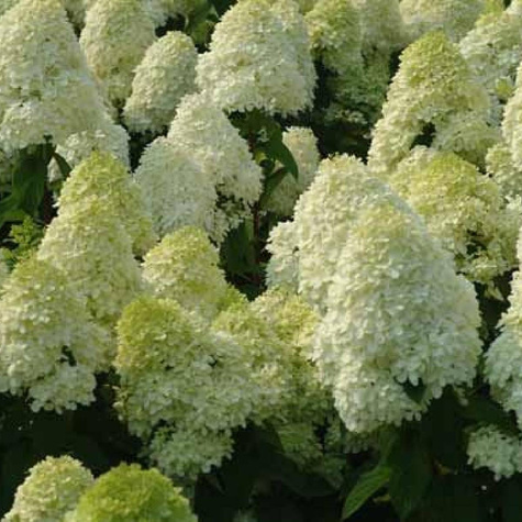 Hortensja bukietowa Little Cotton Cream (P9)