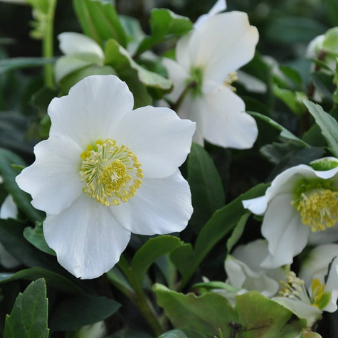 Ciemiernik biały (C2)