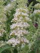 Budleja Dawida 'Nanho White' (P9)