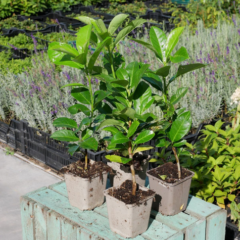 Laurowiśnia wschodnia Rotundifolia (P9)