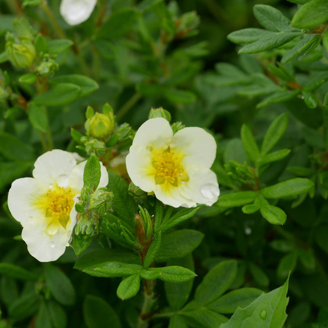 Pięciornik krzewiasty 'Limelight' (C2)