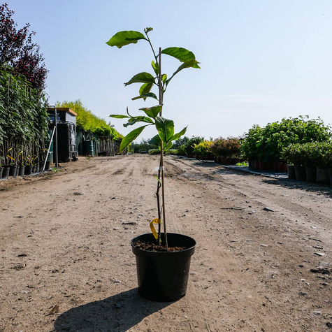 Magnolia Alba Superba (C2)