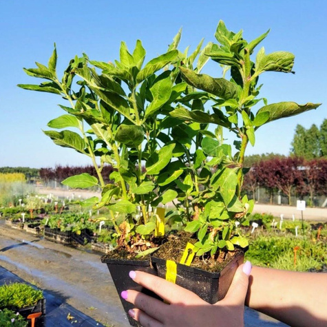 Tojeść kropkowana (C2)