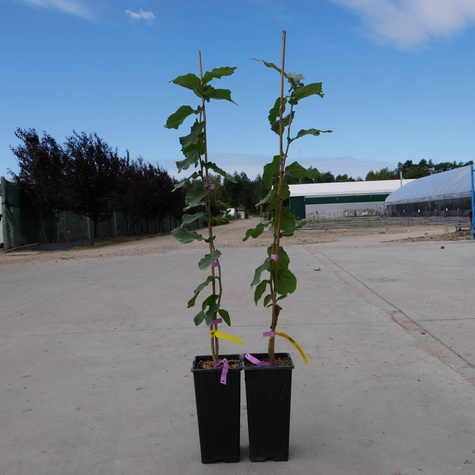 Nieszpułka jadalna Apyrena