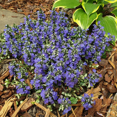 Dąbrówka rozłogowa Princess Leia (C2)