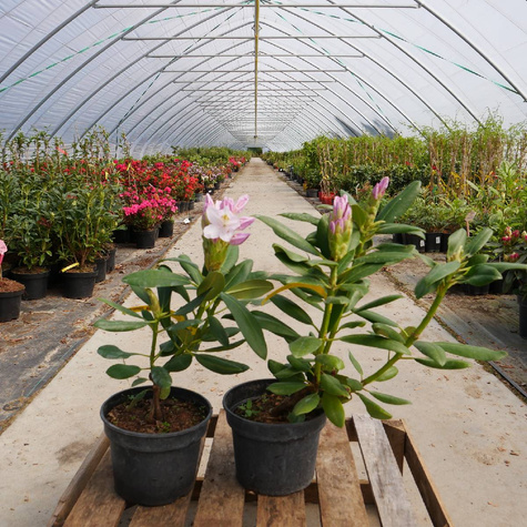 Różanecznik wielkokwiatowy Cunningham's Blush (C2)