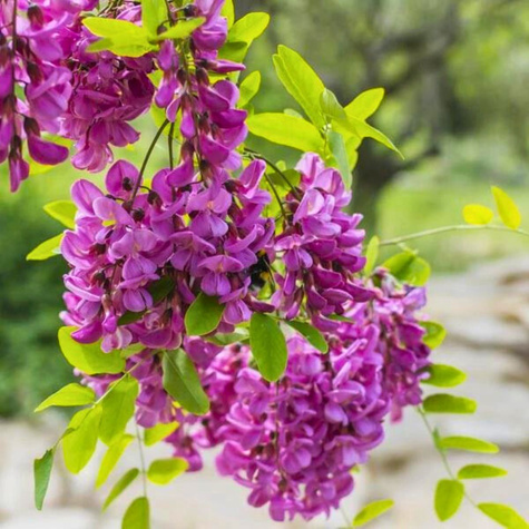 Robinia akacjowa Akacja fioletowa szczepiona na pniu miododajna