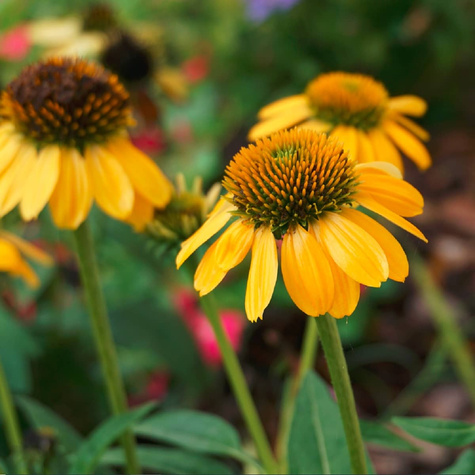 Jeżówka purpurowa PolliNation Yellow (C2)
