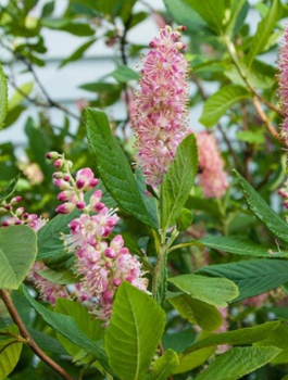 Orszelina olcholistna Ruby Spice (P9)
