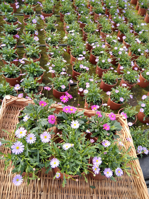 Czubatka ubiorkolistna Zestaw 3 szt. różowej i 3 szt. niebieskiej