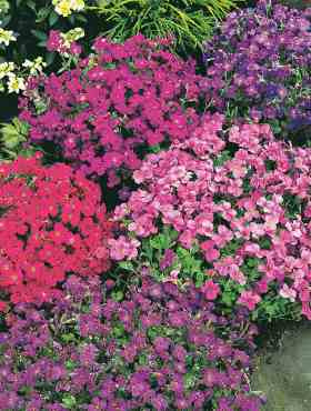 Żagwin zestaw kolorów 0,2g