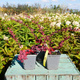 Berberys thunberga Rosetta (C2)