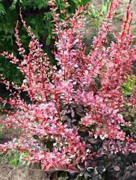 Berberys thunberga Harlequin (C2)