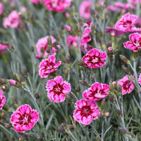 Goździk ogrodowy Silver Stars Supernova