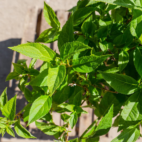 Mini Hortensja bukietowa Gardenlights Pinklight - obficie kwitnąca (C2)