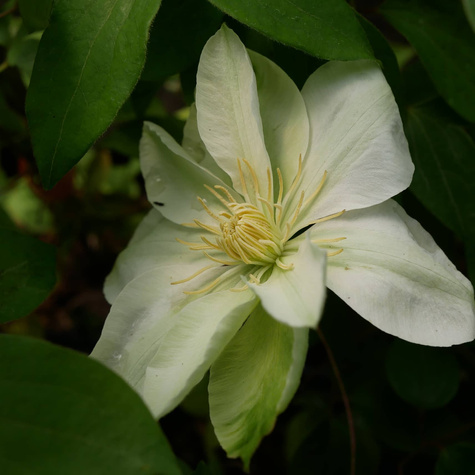 Powojnik Clematis wielkokwiatowy Guernsey Cream (C2)