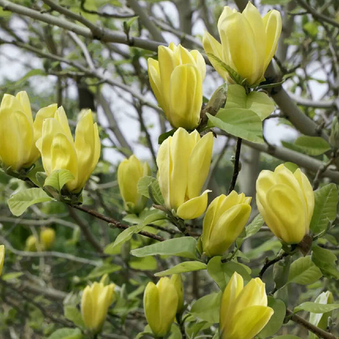 Magnolia Golden Dream