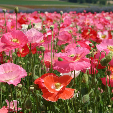 Mak polny Shirley mix 1g