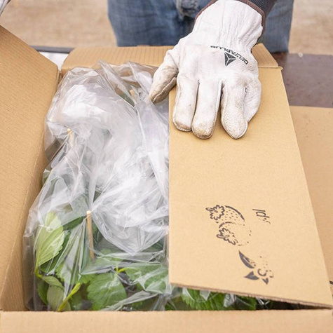 Truskawka poziomkowa chilijska Chaval (P9)