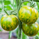 Pomidor gruntowy wysoki Green Zebra 0,2 g