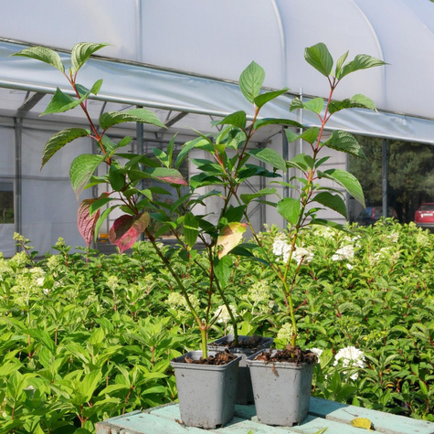 Dereń świdwa Midwinter Fire (P9)