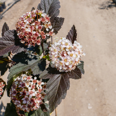 Pęcherznica kalinolistna Diabolo FA (C5)