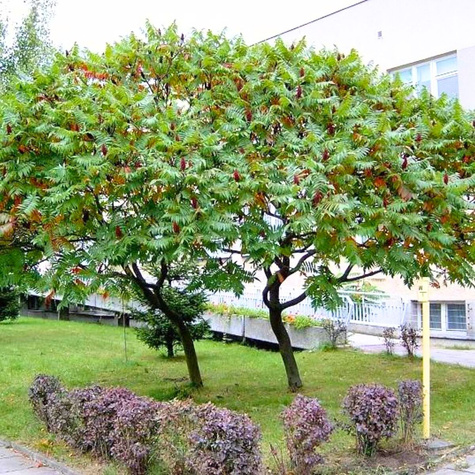 Sumak octowiec Sumak odurzający Mrozoodporny Egzotyczny (C2)