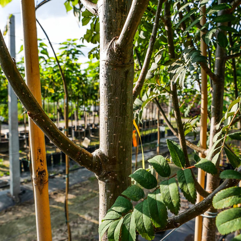 Jarząb turyński (obw.6-8 cm H200/300)