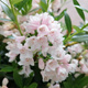 Różanecznik wielkokwiatowy Cunningham's Blush (C2)