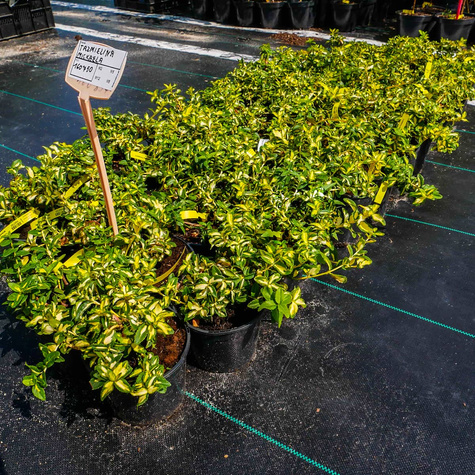 Trzmielina Fortune'a Mickaela