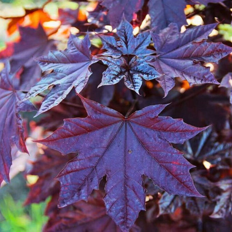 Klon szczepiony na pniu Purple Globe (Pa 130)