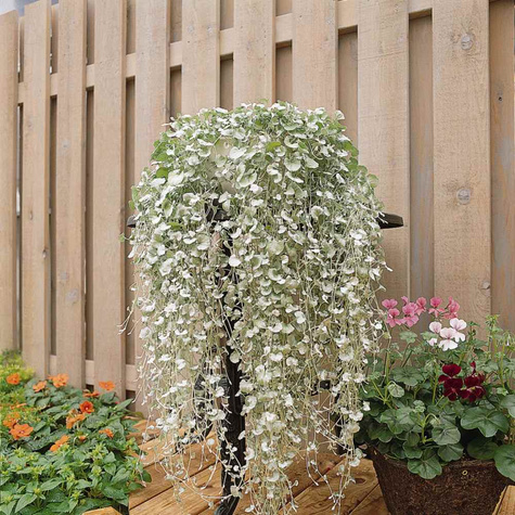 Dichondra srebrzysta Piękna Wodospad