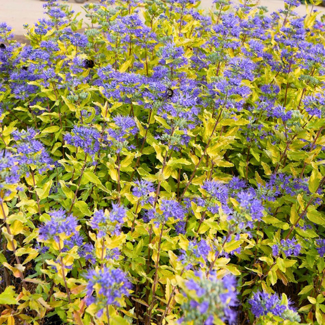 Barbula klandońska Gold Crest (C2)