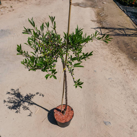 Wiśnia piaskowa płożąca szczepiona