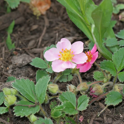 Poziomka Fragaria Pink Panda Ozdobne różowe kwiaty (C2)