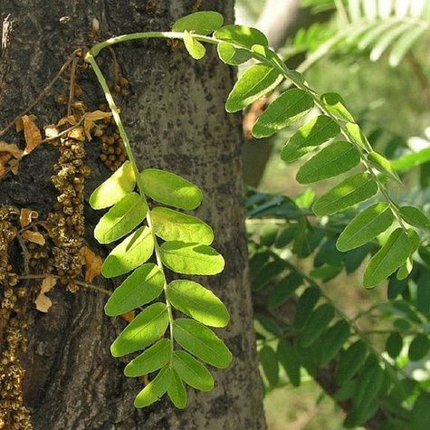 Glediczja trójcierniowa Sunburst (C2)