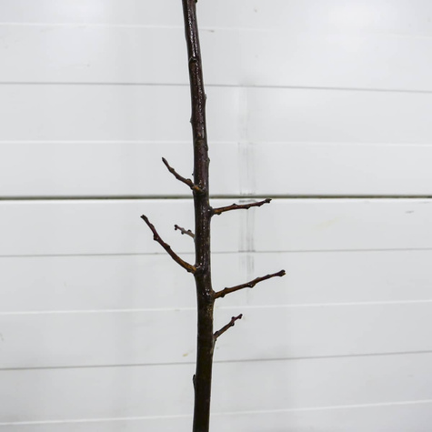 Śliwa Bluefree Plant Pack