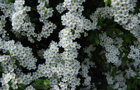Tawuła Thunberga (C2)