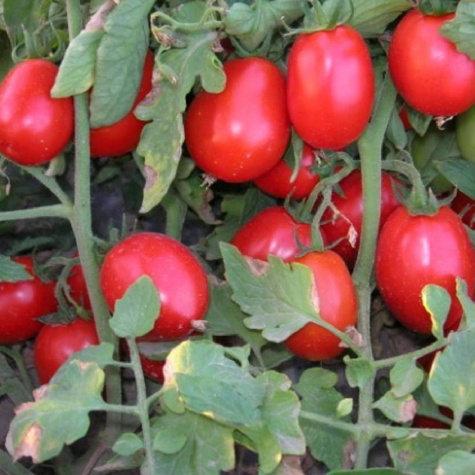 Pomidor karłowy do gruntu Zyska 0,5g