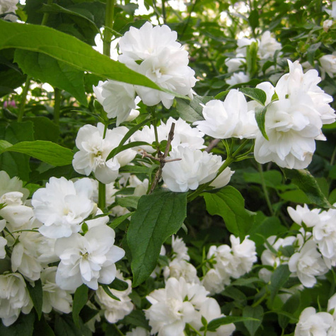 Jaśminowiec Erectus (C2)